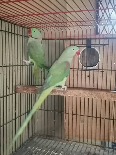 raw parrot confirm breeding pair