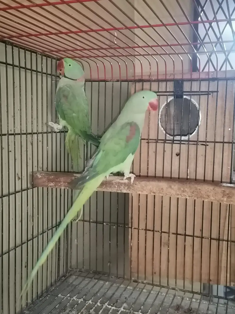 raw parrot confirm breeding pair — photo 2