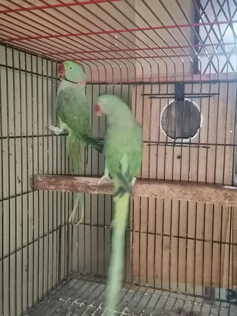 raw parrot confirm breeding pair — photo 3