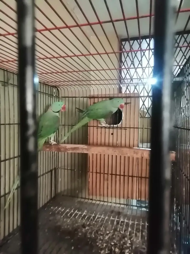 raw parrot confirm breeding pair — photo 4