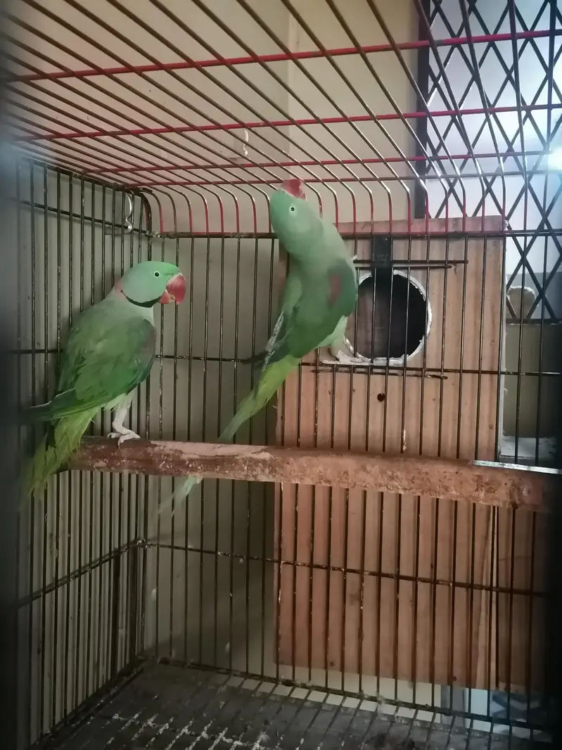 raw parrot confirm breeding pair — photo 5