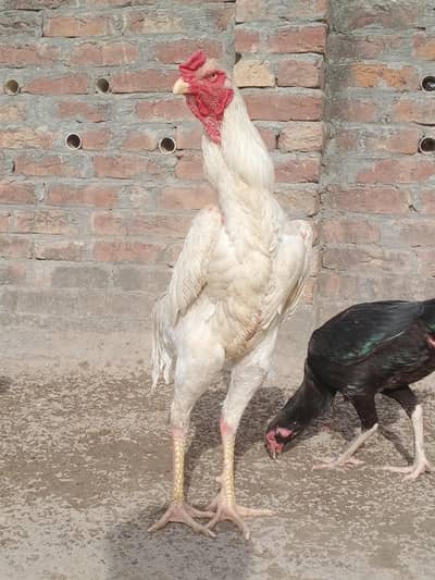 German pure Shamo