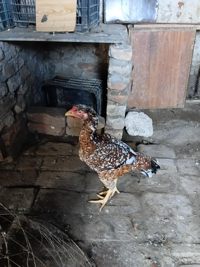 Aseel hen for sale — photo 3