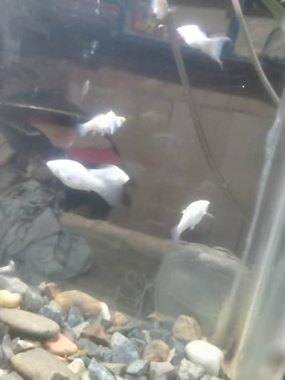 for sale