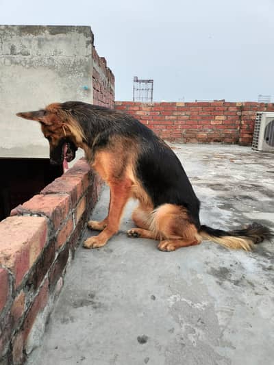 Long coat German shepherd breeder female