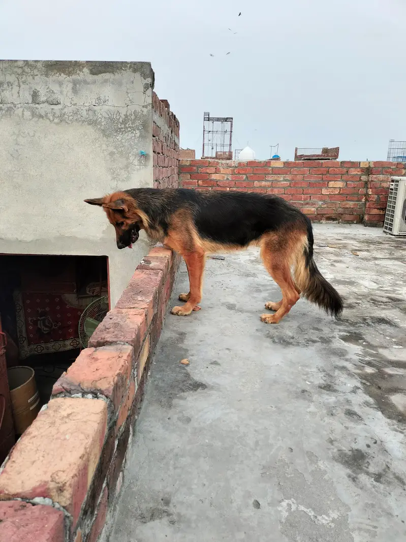 Long coat German shepherd breeder female — photo 2