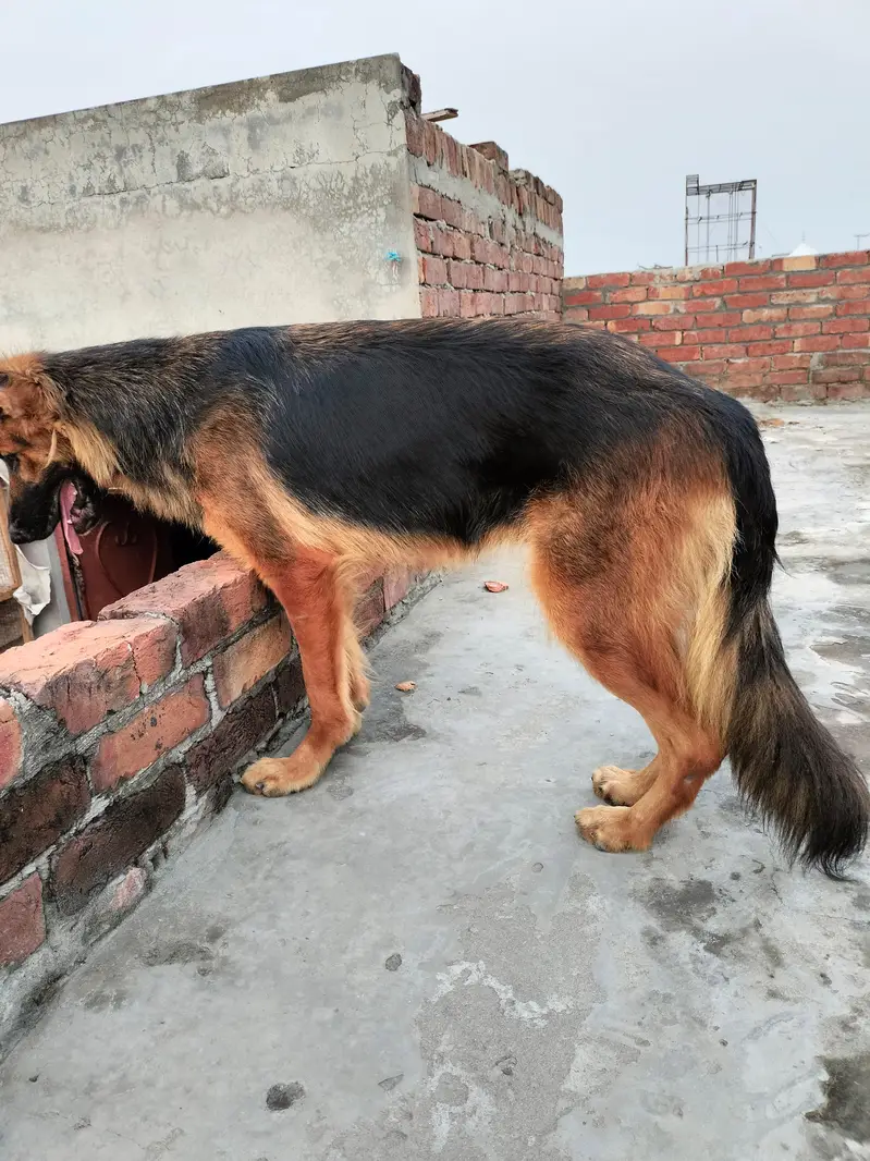 Long coat German shepherd breeder female — photo 3