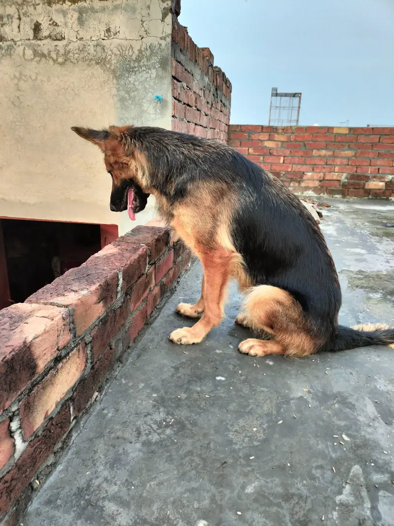 Long coat German shepherd breeder female — photo 4
