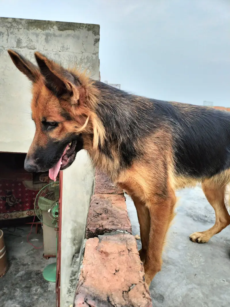 Long coat German shepherd breeder female — photo 5