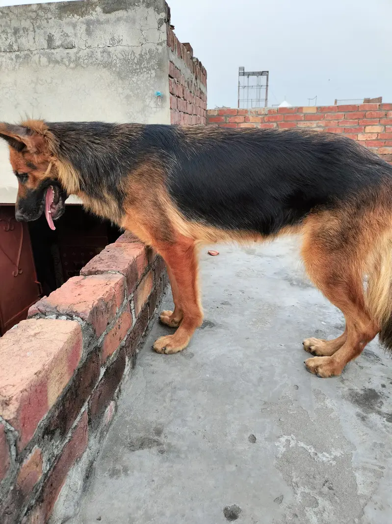 Long coat German shepherd breeder female — photo 6