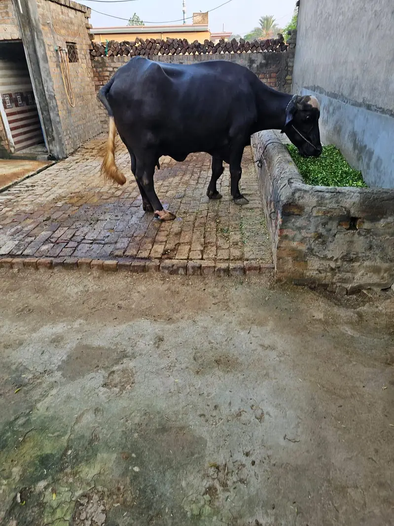 Buffalo for milk for sale — photo 4
