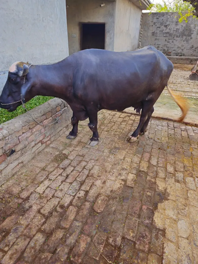 Buffalo for milk for sale — photo 5