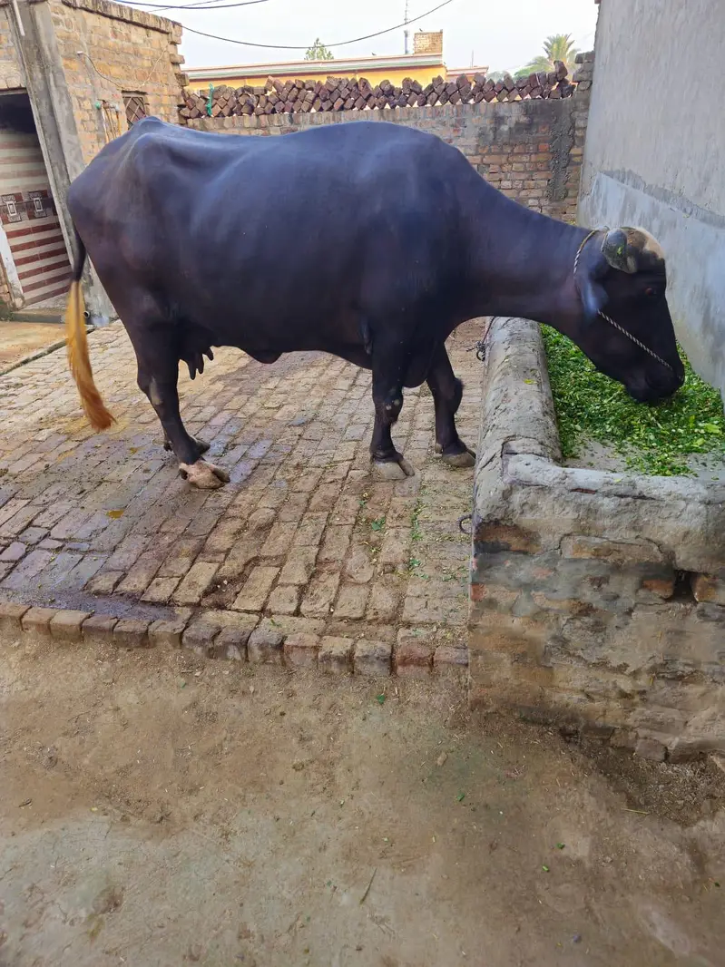Buffalo for milk for sale — photo 9