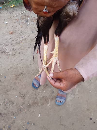 Aseel murga 1.5 saal ka