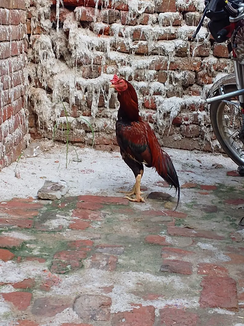 Aseel murga 1.5 saal ka — photo 2