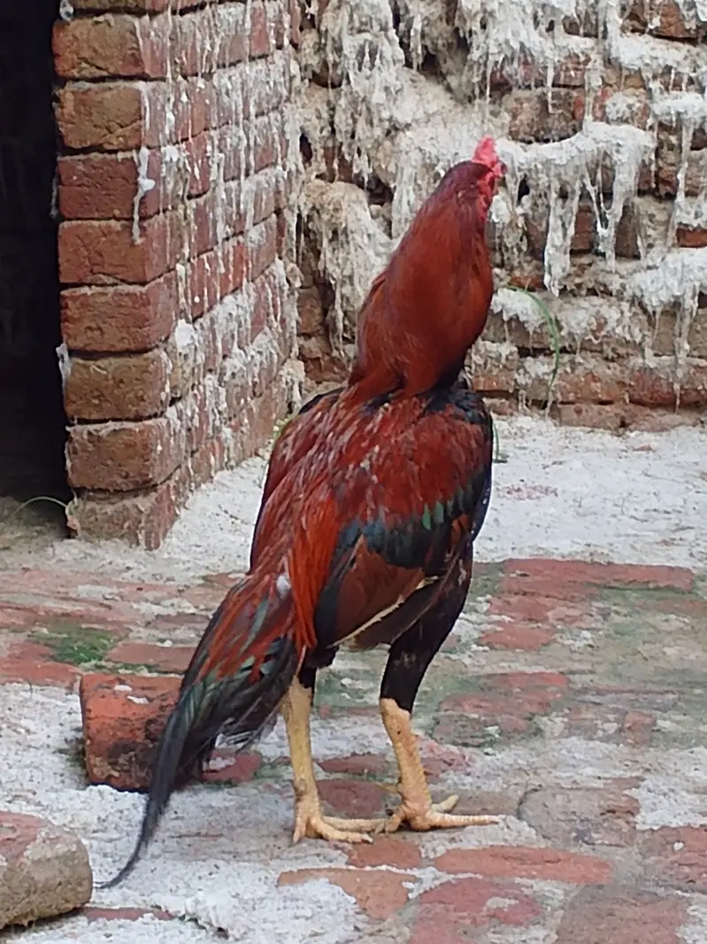 Aseel murga 1.5 saal ka — photo 3
