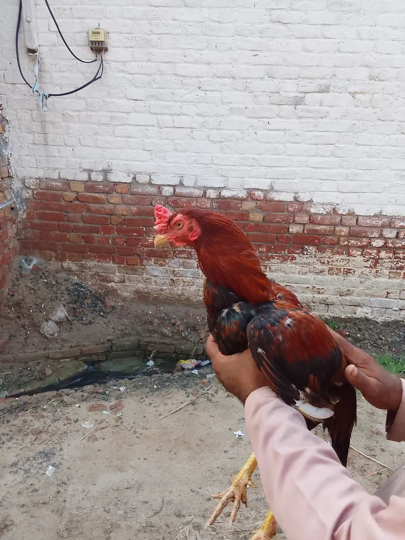 Aseel murga 1.5 saal ka — photo 4