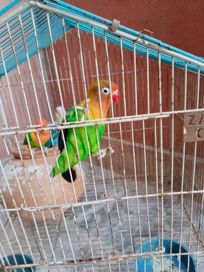 Healthy Lovebird Pair for Sale  | Active & Beautiful