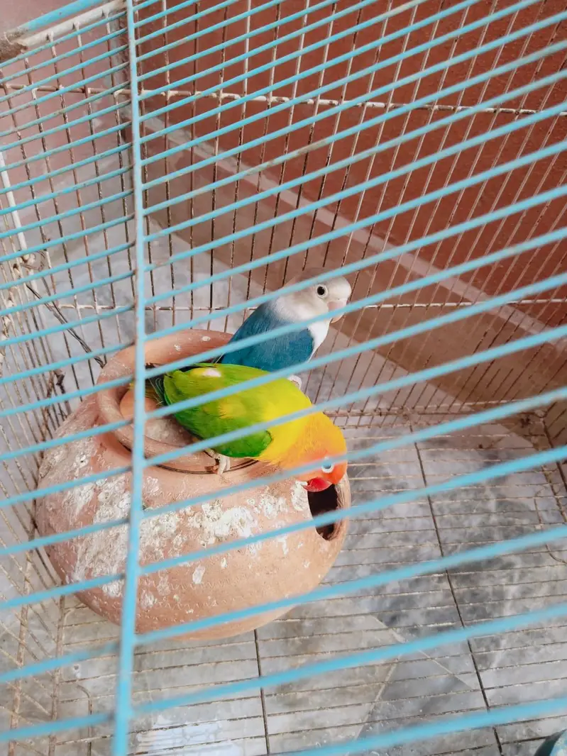 Healthy Lovebird Pair for Sale  | Active & Beautiful — photo 4