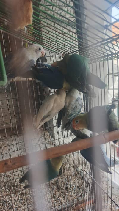 6 love birds breeder pair for sale