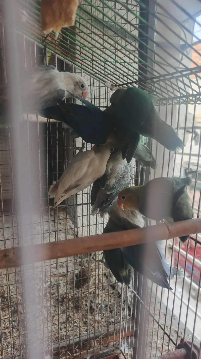 6 love birds breeder pair for sale — photo 2