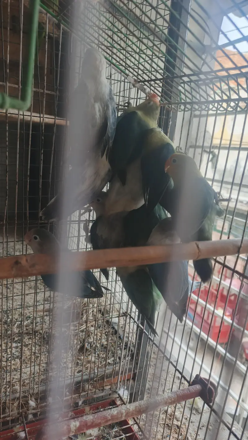 6 love birds breeder pair for sale — photo 3