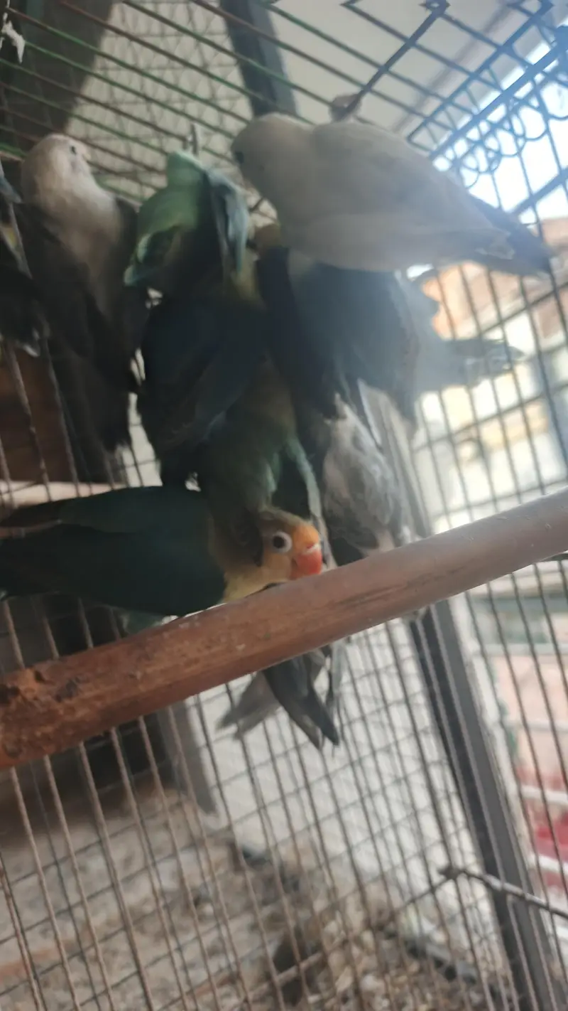 6 love birds breeder pair for sale — photo 4
