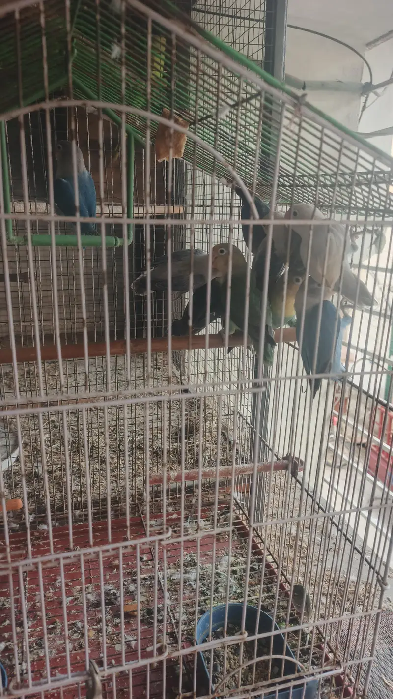 6 love birds breeder pair for sale — photo 5