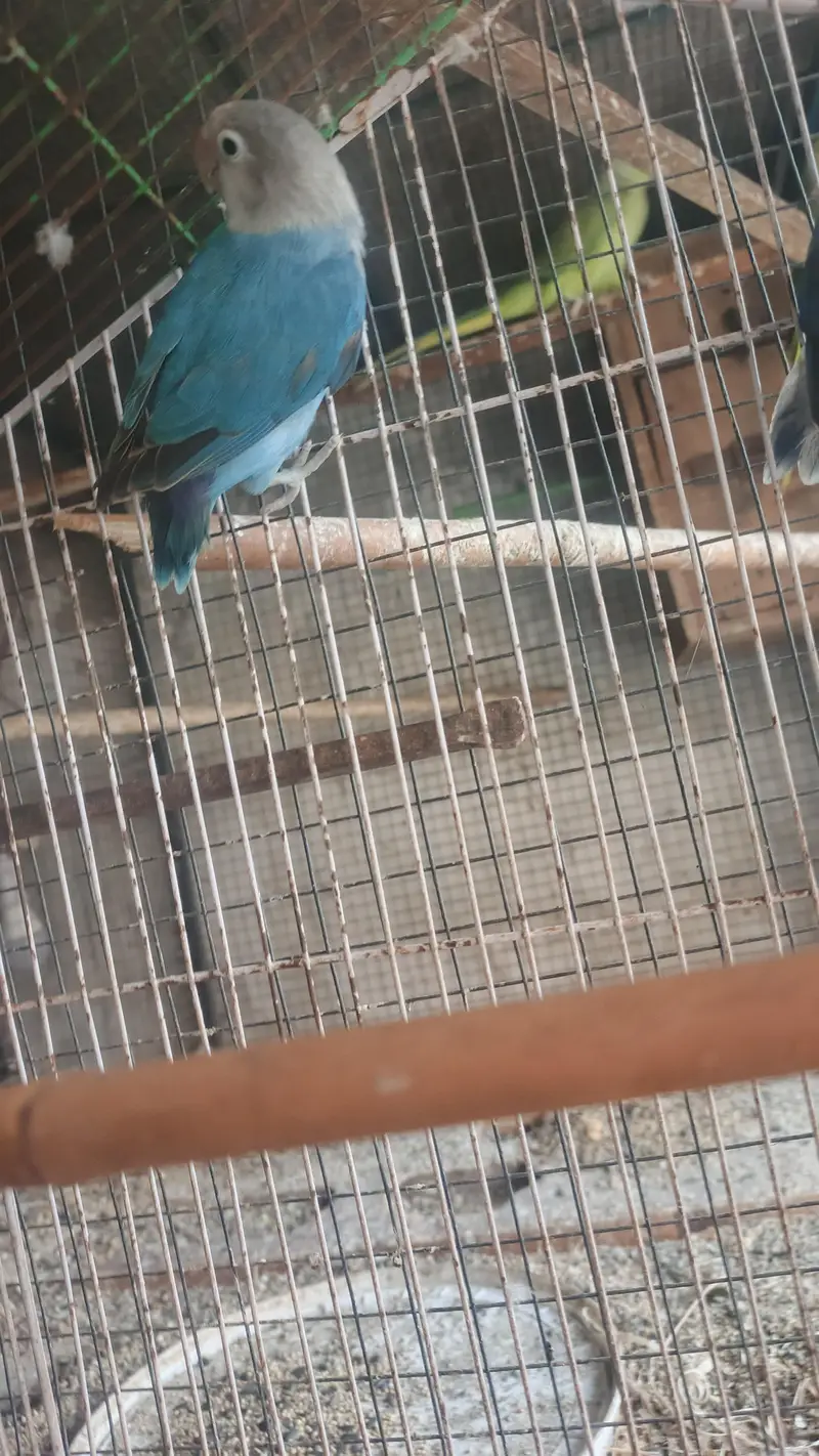 6 love birds breeder pair for sale — photo 6