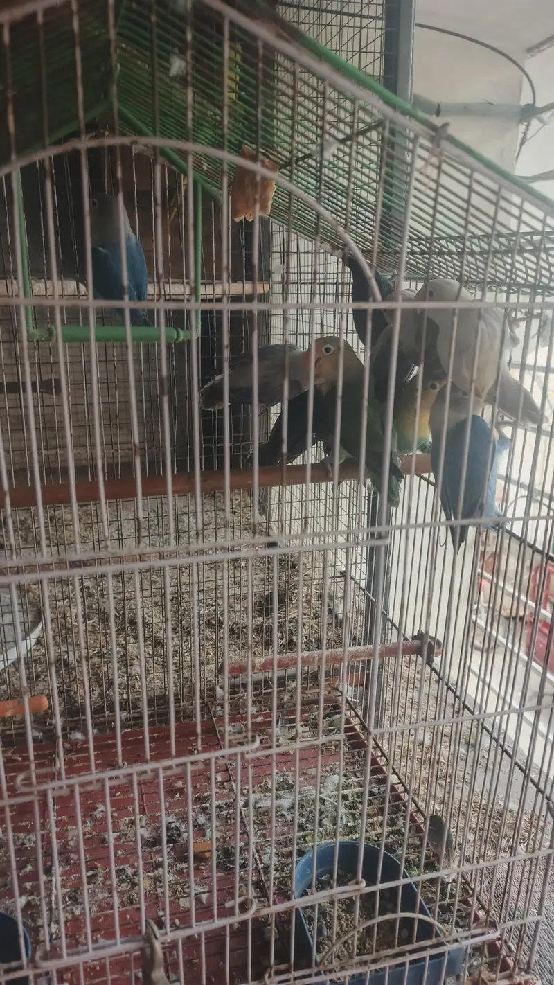 6 love birds breeder pair for sale — photo 7