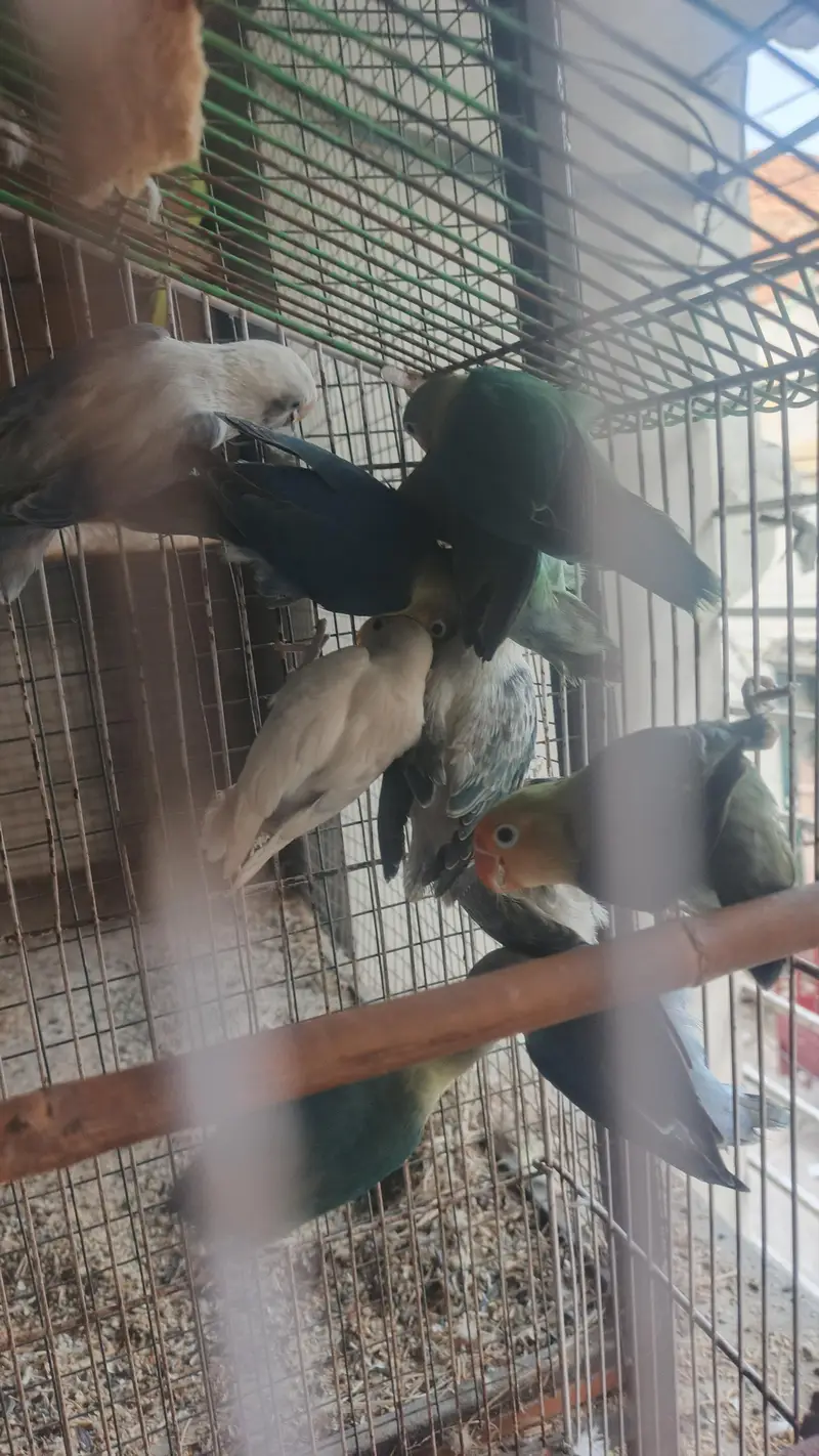 6 love birds breeder pair for sale — photo 8