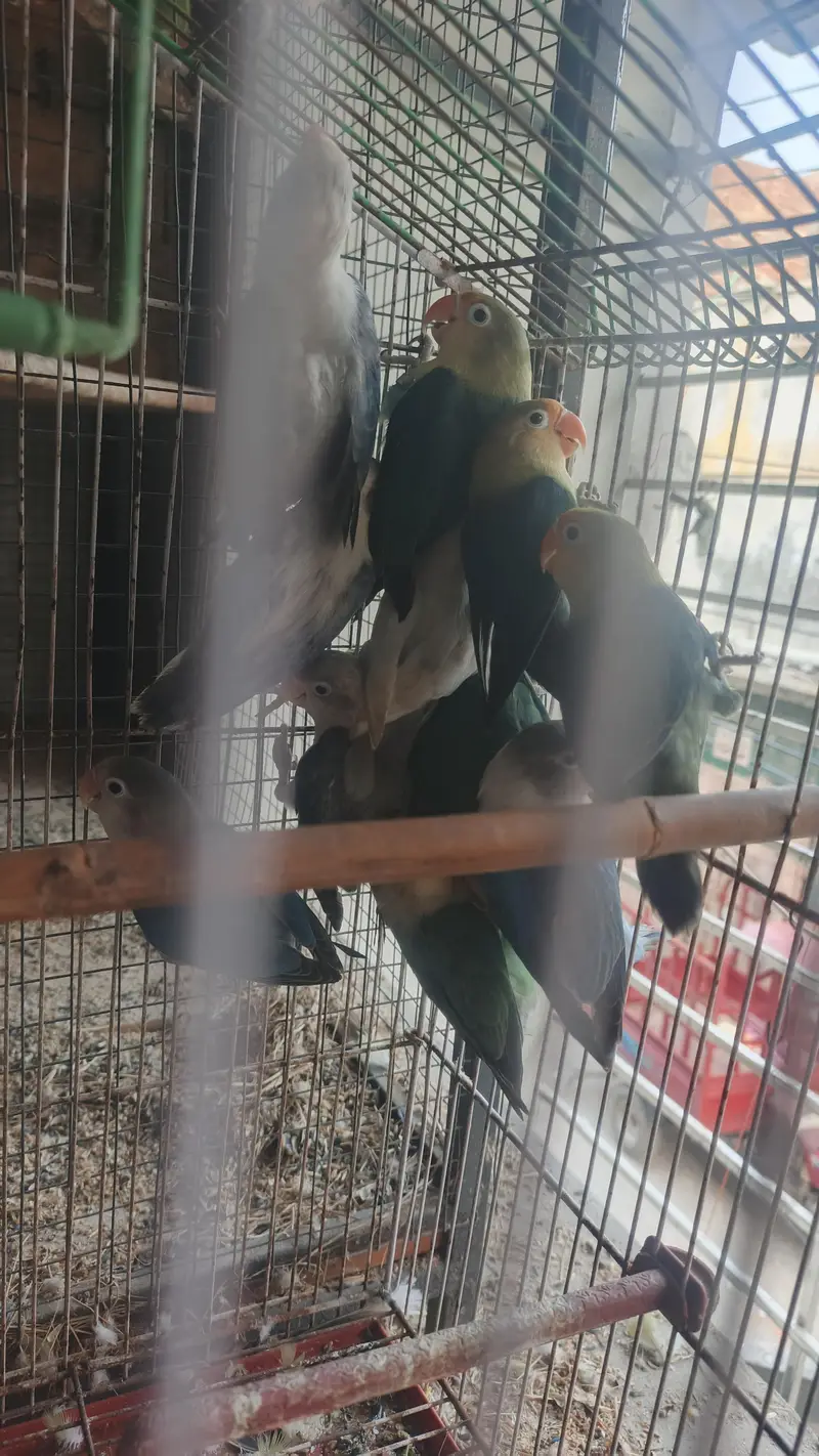 6 love birds breeder pair for sale — photo 9