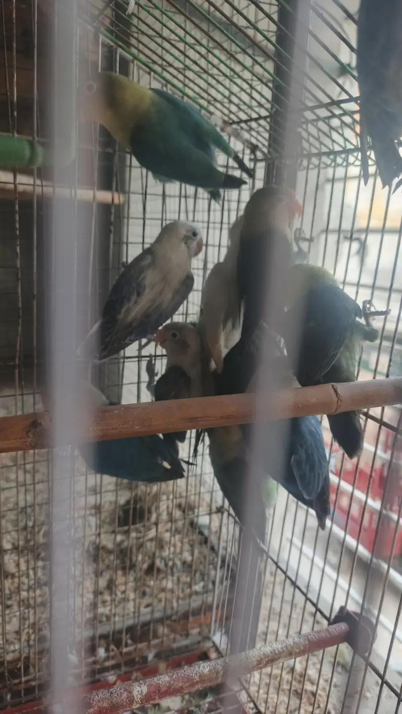 6 love birds breeder pair for sale — photo 10