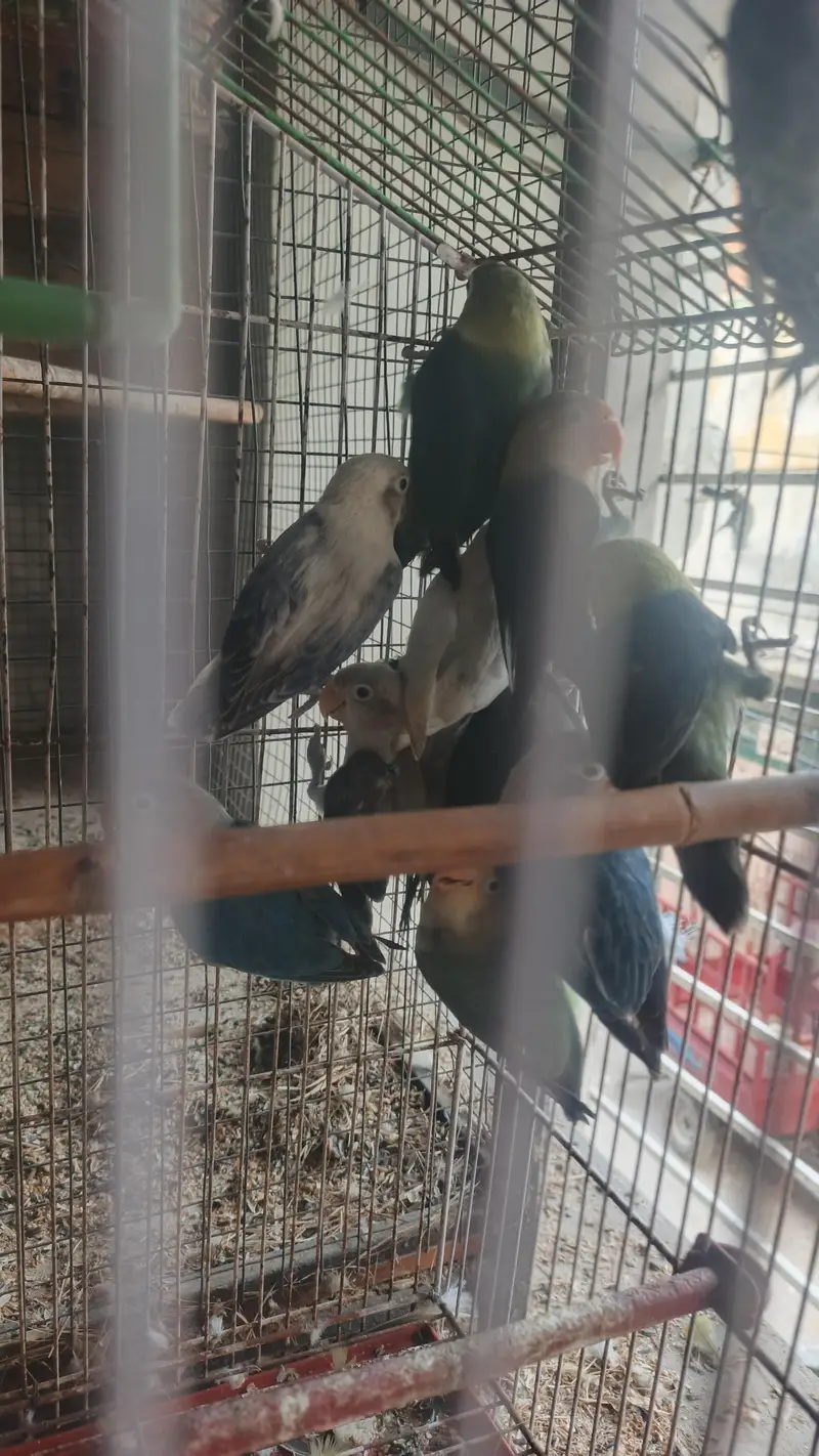 6 love birds breeder pair for sale — photo 11
