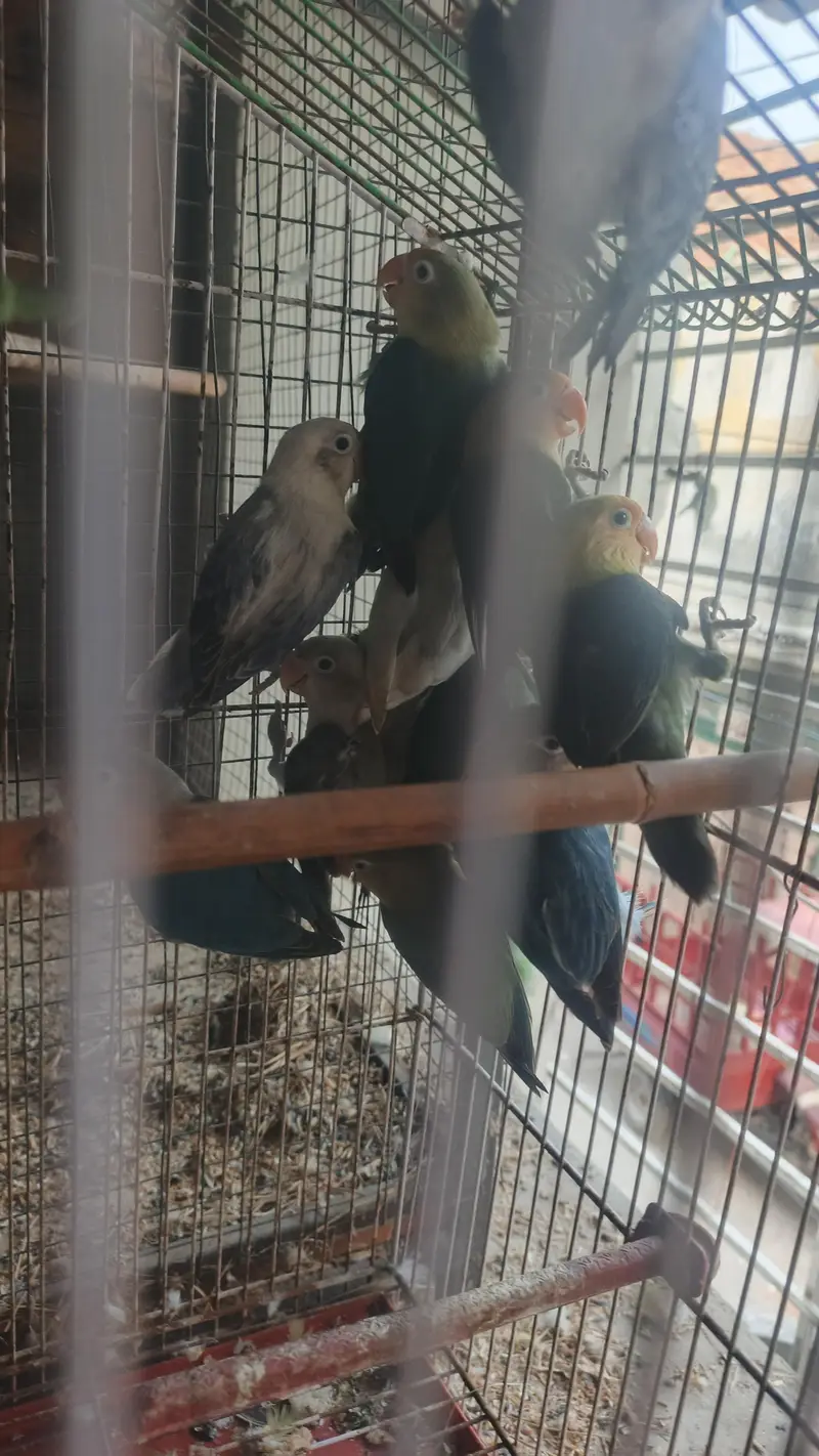6 love birds breeder pair for sale — photo 12
