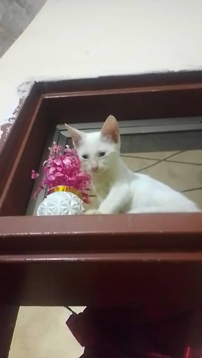 white babies cats
