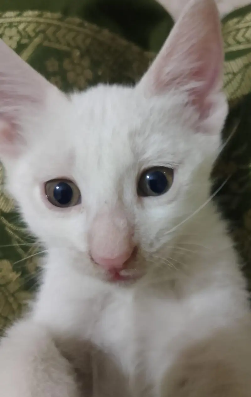 white babies cats — photo 2