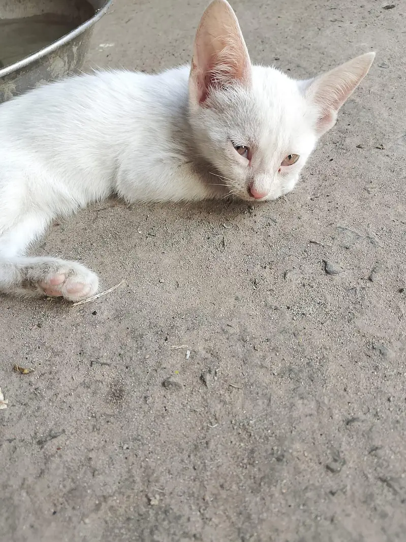 white babies cats — photo 4
