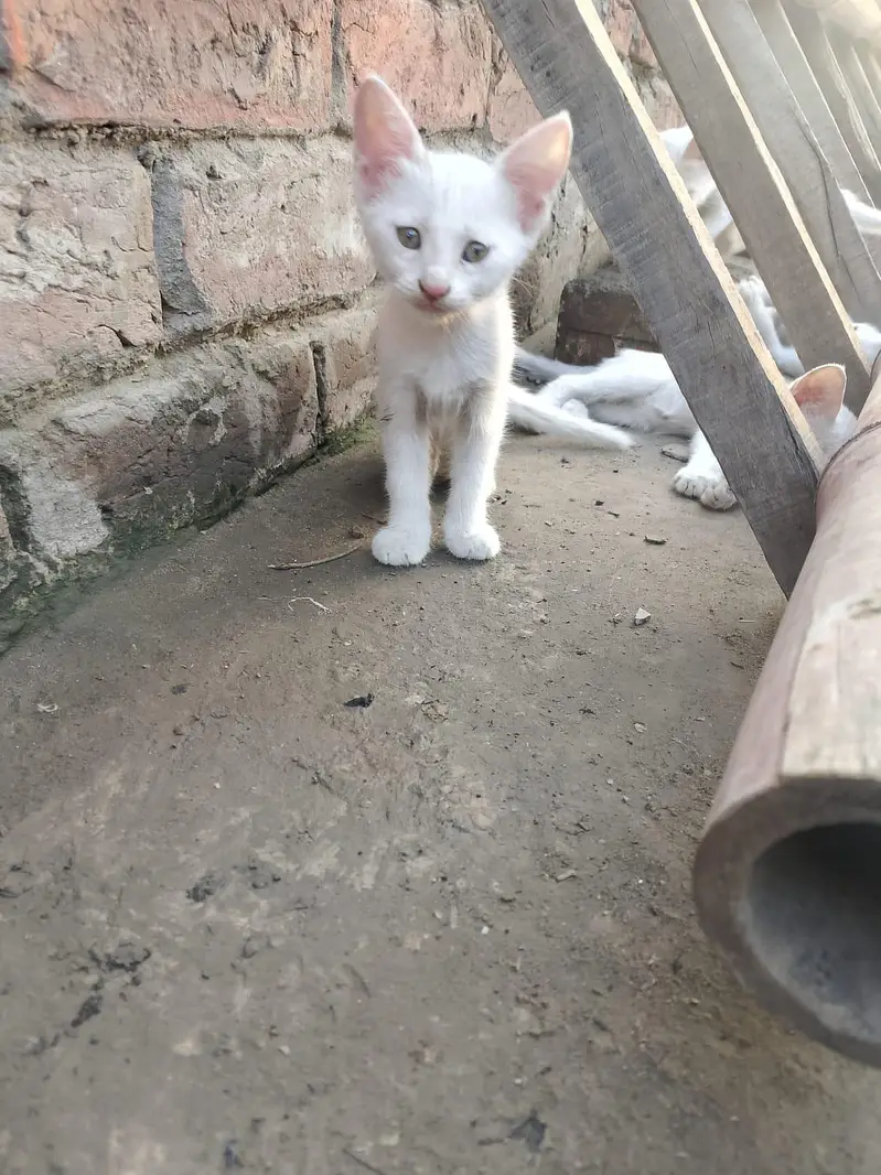 white babies cats — photo 7