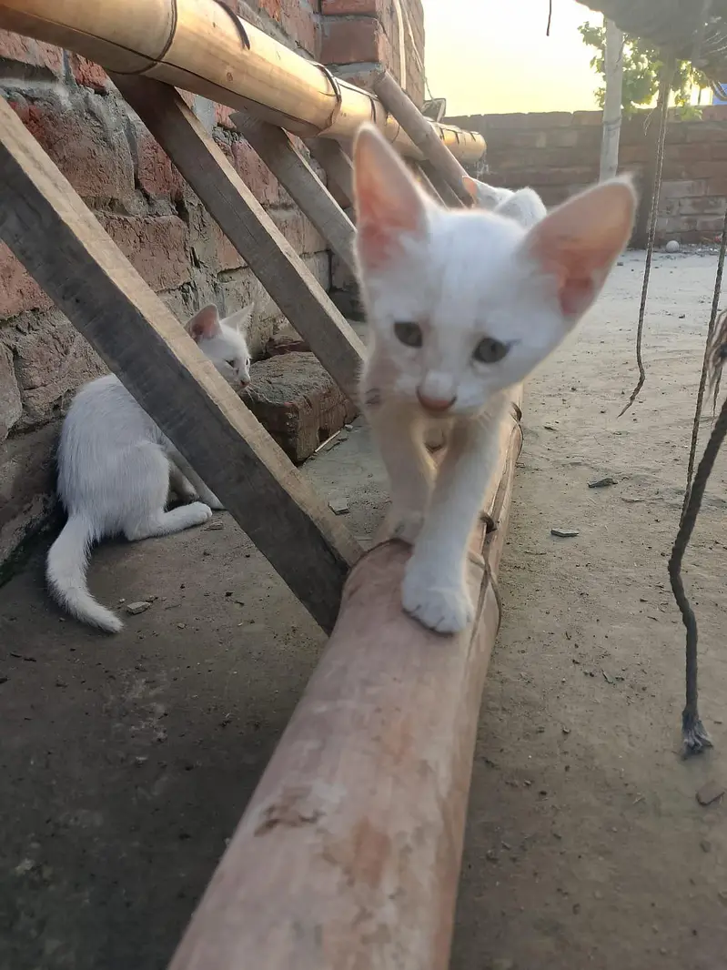 white babies cats — photo 9