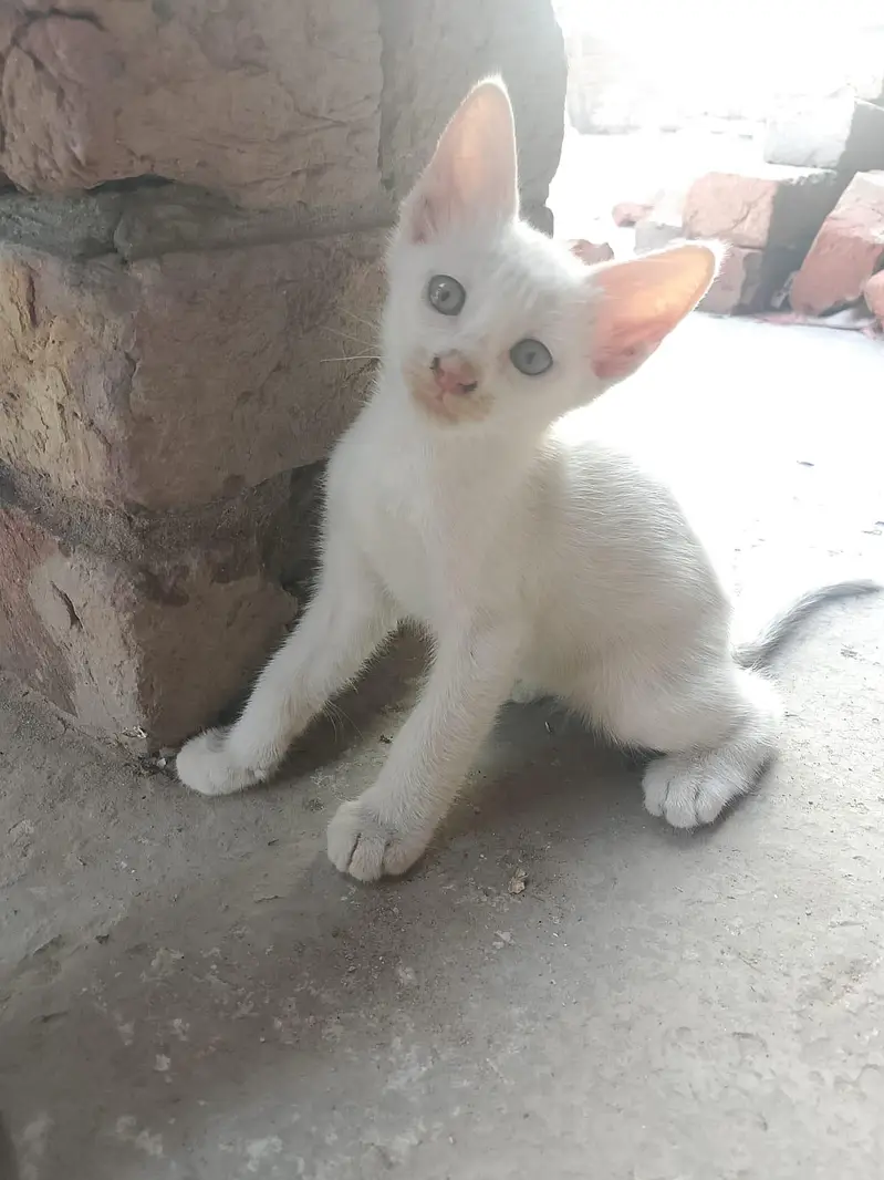 white babies cats — photo 10