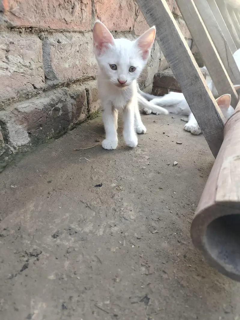 white babies cats — photo 11