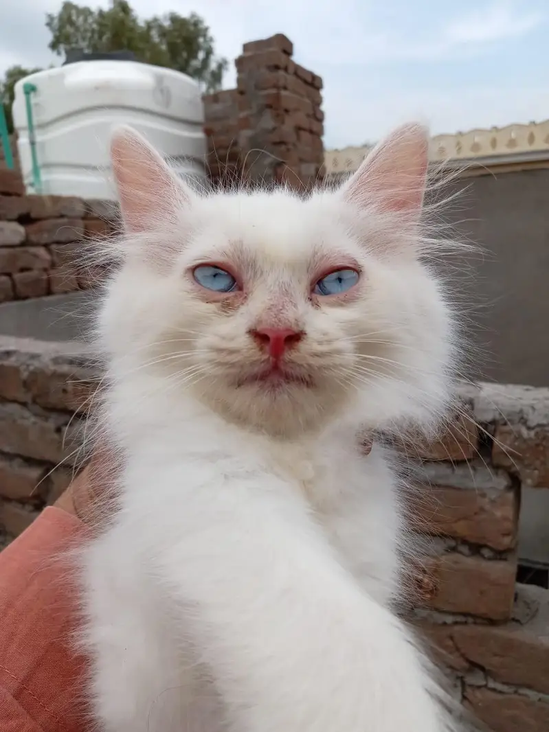 4 Persian cats — photo 2