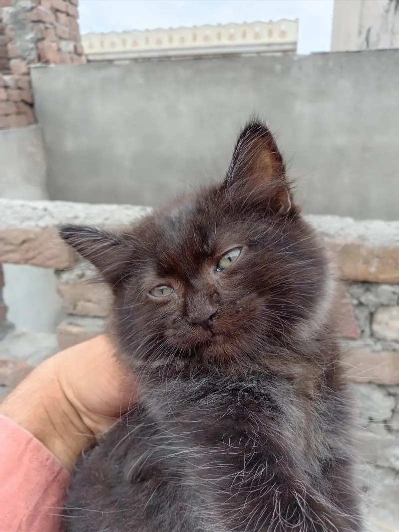 4 Persian cats — photo 3