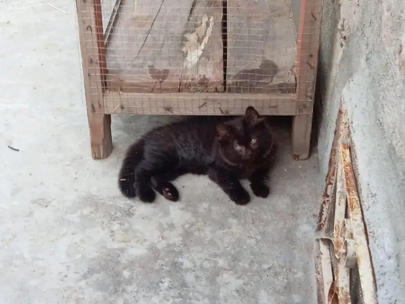 4 Persian cats — photo 4