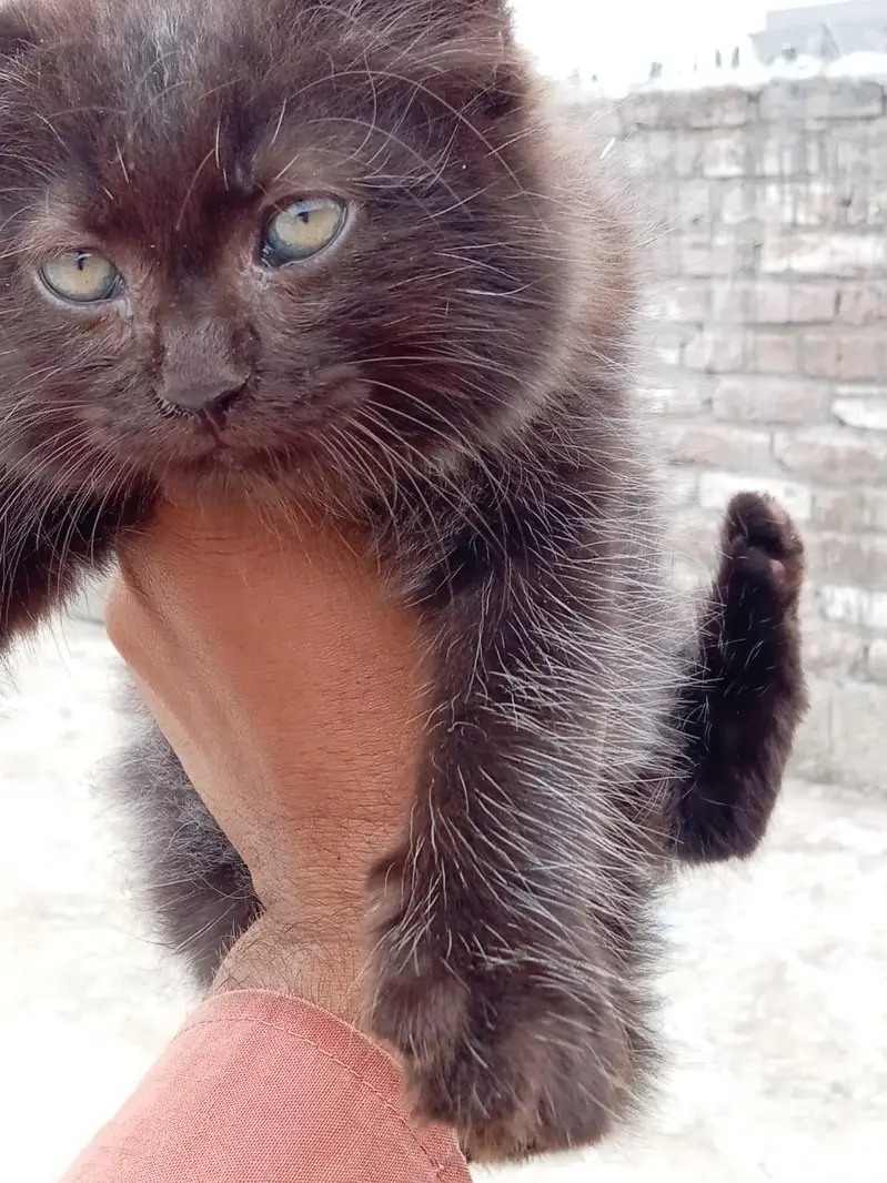 4 Persian cats — photo 5