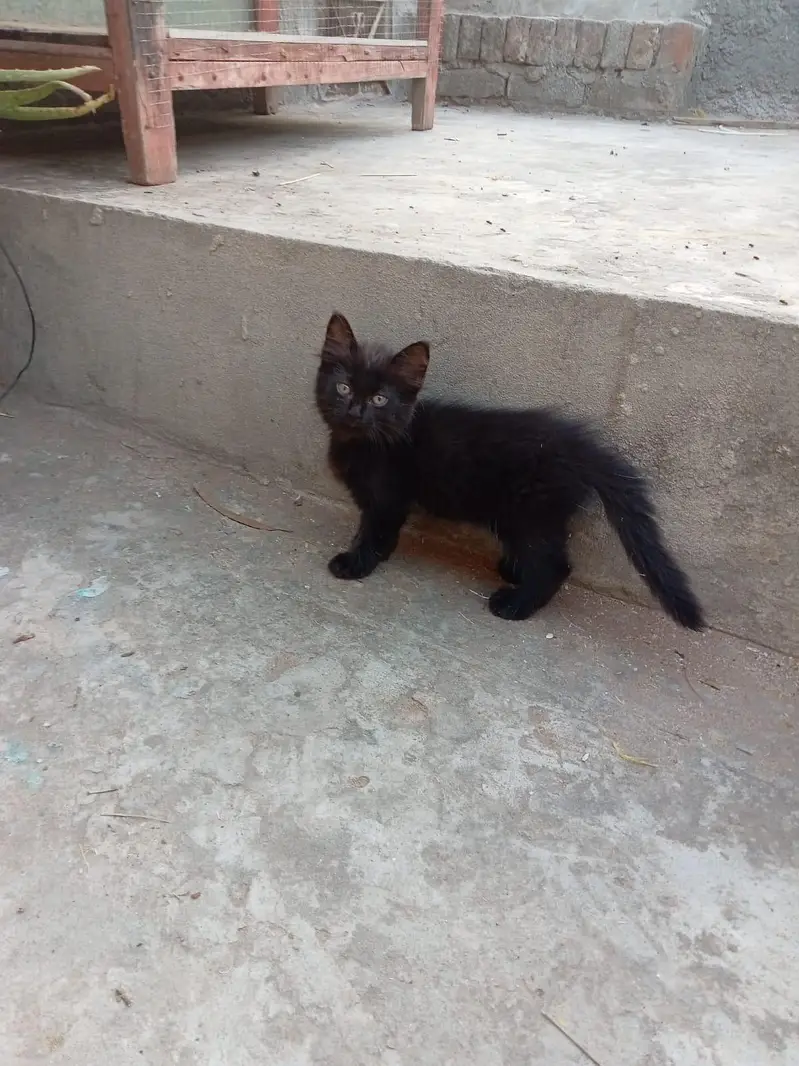 4 Persian cats — photo 6