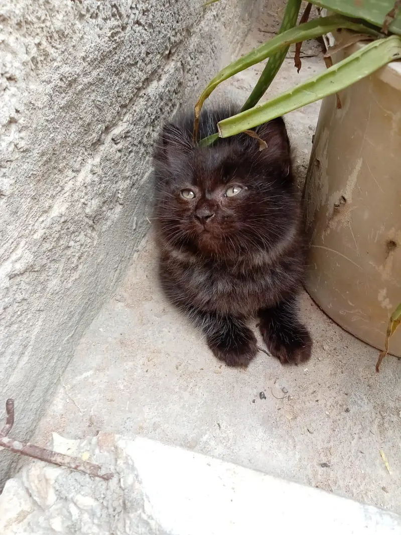4 Persian cats — photo 8