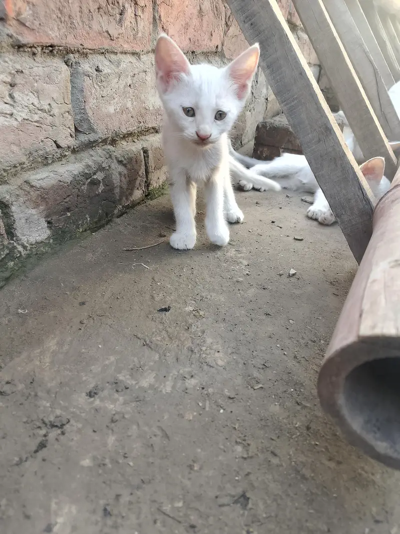 white babies cats — photo 2
