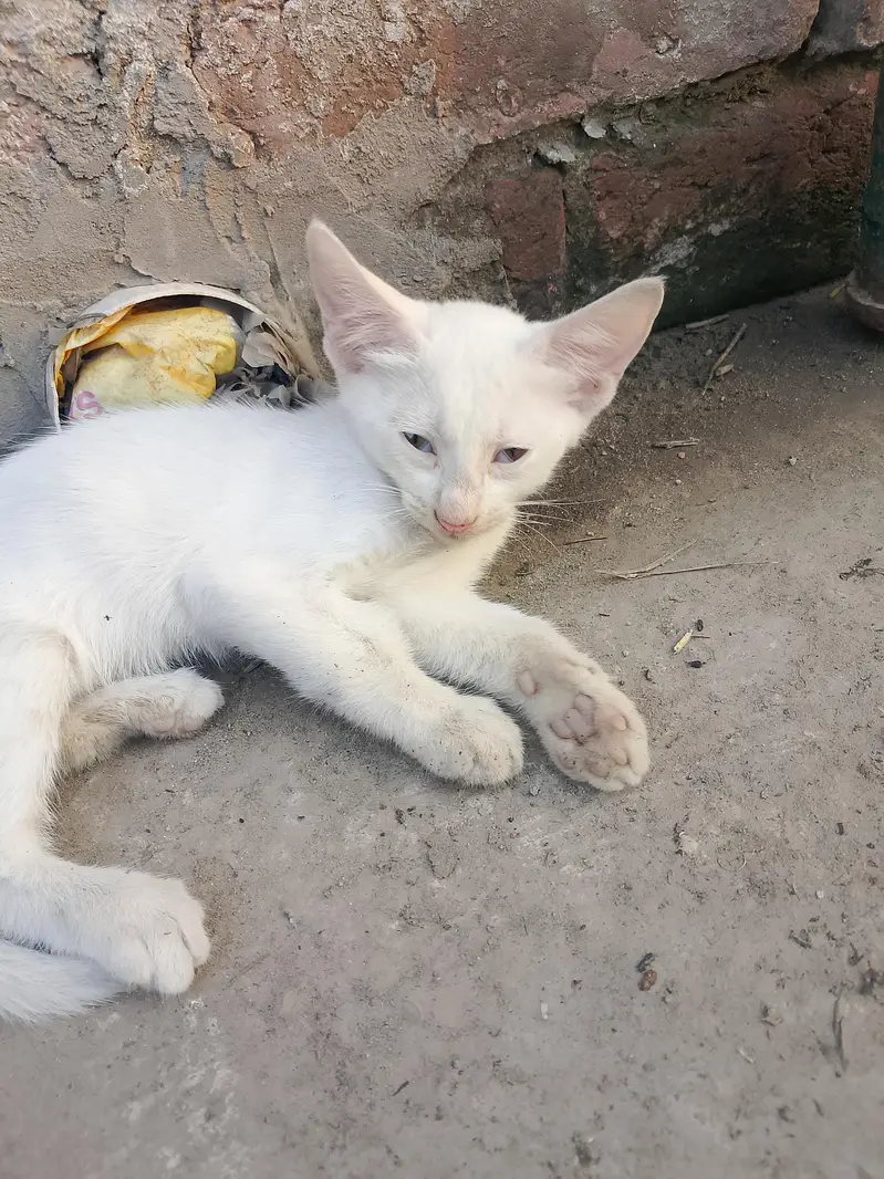 white babies cats — photo 3